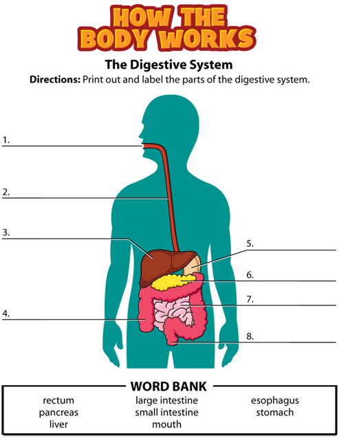 digestive activity. This page was designed to be printed. We are working on creating an accessible version.