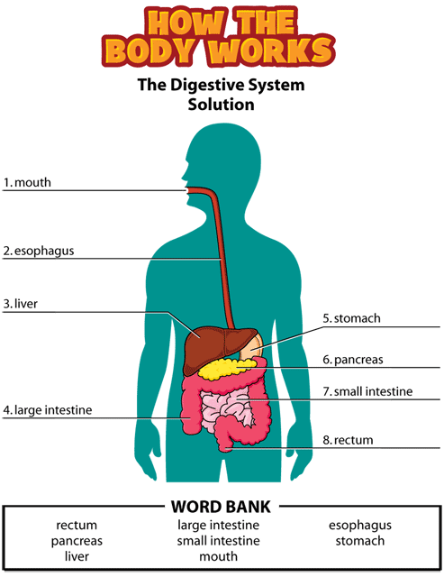 digestive activity solution gif. This page was designed to be printed. We are working on creating an accessible version.