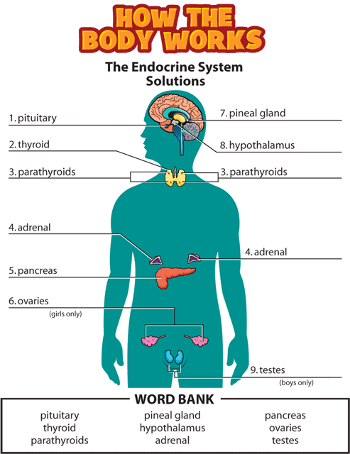 htbw endocrine solutions gif. This page was designed to be printed. We are working on creating an accessible version.