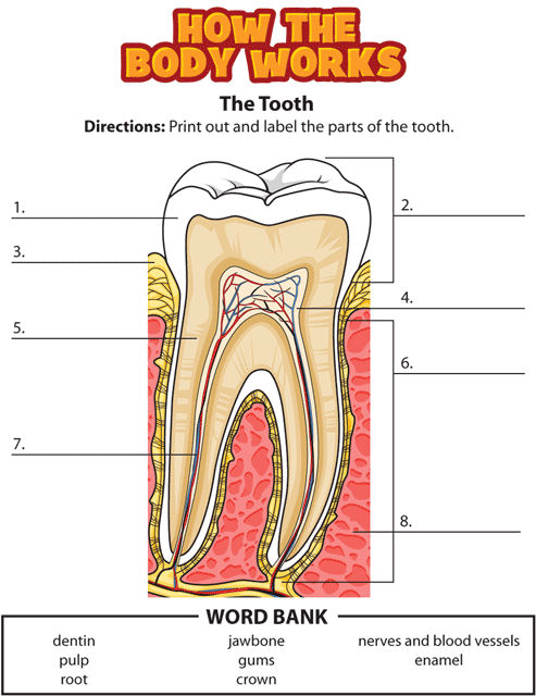 HTBW tooth GIF. This page was designed to be printed. We are working on creating an accessible version.
