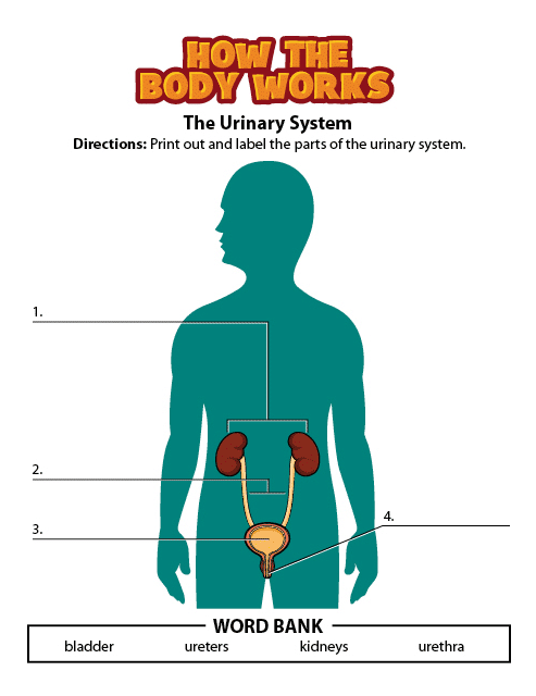 urinary system activity. This page was designed to be printed. We are working on creating an accessible version.