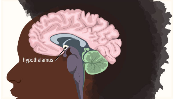 The hypothalamus regulates functions like thirst, appetite, and sleep patterns. It also regulates the release of hormones from the pituitary gland.
