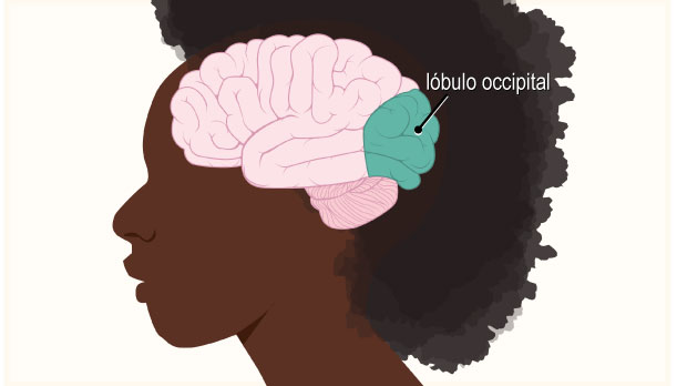 El lóbulo occipital, ubicado en la parte posterior del cerebro, procesa la luz y otra información visual que recibe de los ojos.