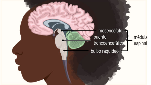 El tronco encefálico se ubica en la base del cerebro y se conecta con la médula espinal. Está conformado por el mesencéfalo, la protuberancia y el bulbo raquídeo.