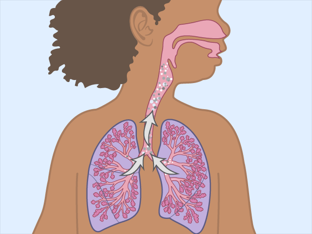 En los alvéolos, el aire sale de los pulmones a través de los bronquiolos y los bronquios.
