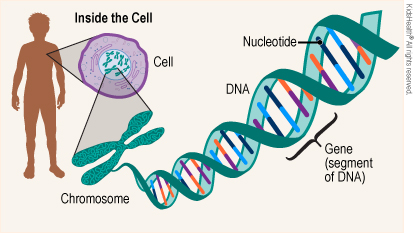 Inside the cell is the chromosome, which unravels and shows the DNA. DNA is 2 strands connected with nucleotides. A gene is segment of DNA.