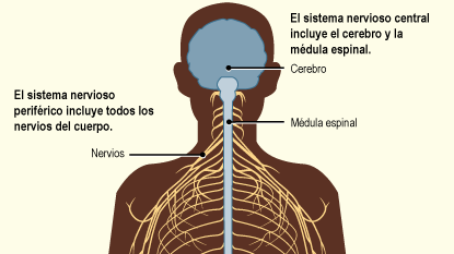 Se muestra el sistema nervioso periférico con todos los nervios del cuerpo y el sistema nervioso central con el cerebro y la médula espinal.